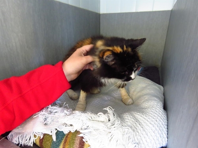Helping animals and their humans