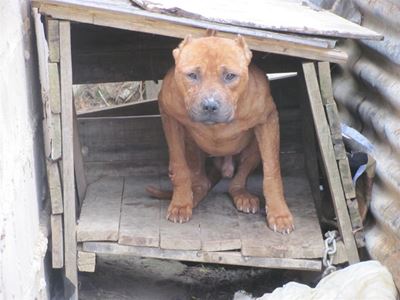 When will the animal cruelty stop?