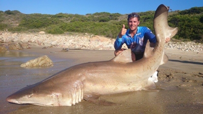 Kyk uit vir skeurtandhaaie