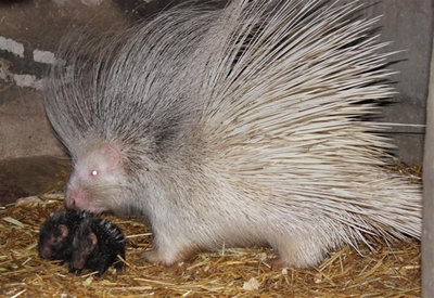 New addition to wildlife ranch family