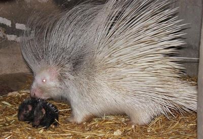 New addition to wildlife ranch family