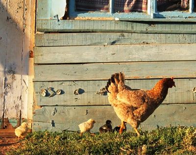 New regulations for pets proposed
