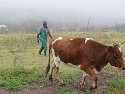'Serial animal killer' strikes once again