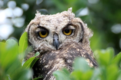 Hoot for Sedgefield owls