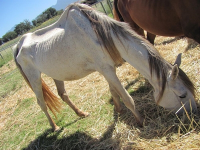 Starving horses starting to heal