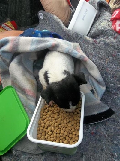 SPCA needs ice cream containers