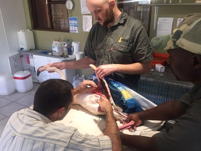 Saving injured wild animals