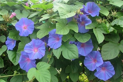 Pretty problem plants