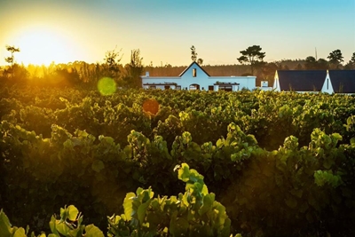 Wine, bubbly and much more in Plett