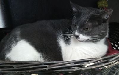 Adopting an older dog or cat