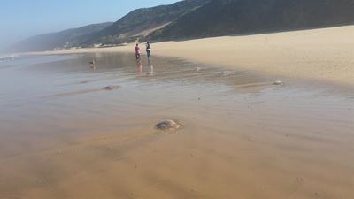 Hundreds of jelly fish wash up on beaches
