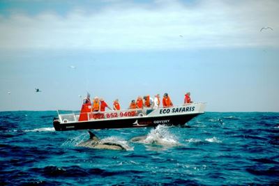 WESSA goes whale watching