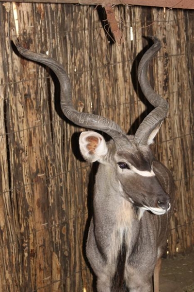 Groot aantal wild by veiling verkoop