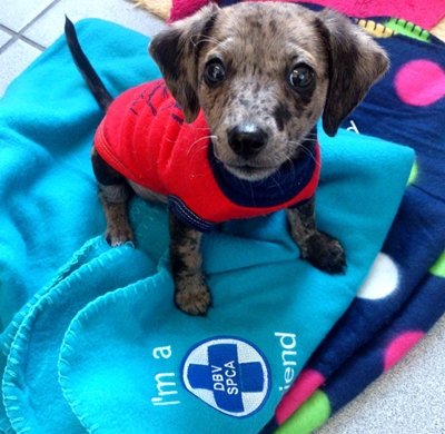 Winter affects pets too