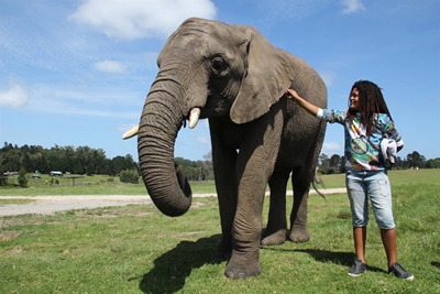 Knysna's kids meet Knysna's elephants