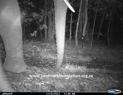 Update: Leopard search finds elephant