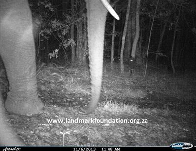 Update: Leopard search finds elephant