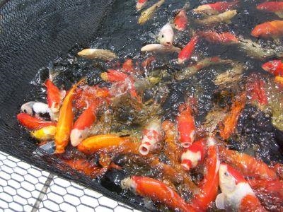 Annual koi show at Eden Meander