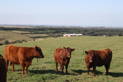 Producer price of red meat comes down
