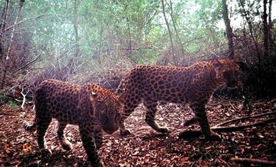 Leopards in our midst