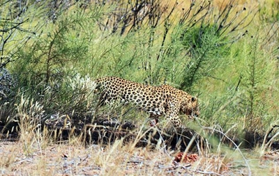 Residents can help fauna in wake of fires