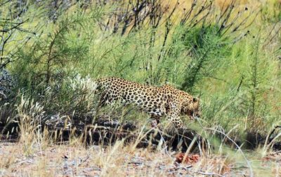 Residents can help fauna in wake of fires