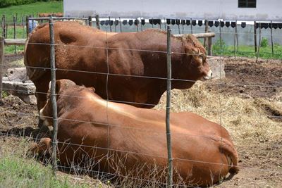 Limousin-boeredag volgende naweek