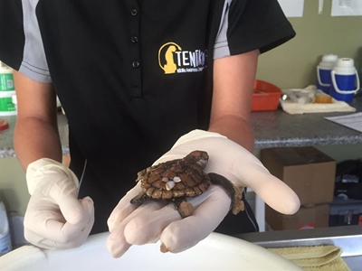 Washed-up turtle raises concerns