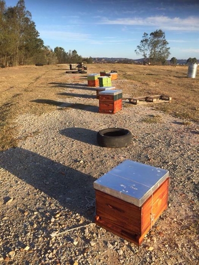 Knysna fires: Millions of bees gone