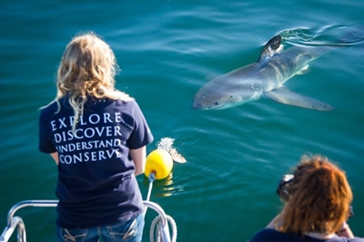 Locals invited to meet the sharks