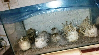Magic mushrooms discovery in Dana Bay