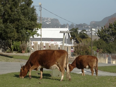 Moo-ing the lawn in Upper Town