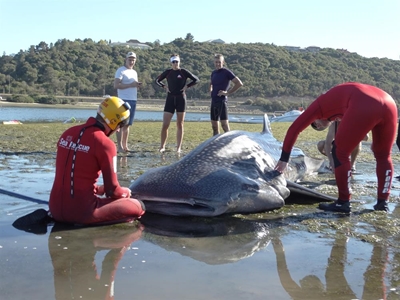 Shark dies despite mammoth rescue efforts