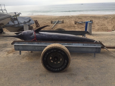 Cold water may be cause for marlin beaching