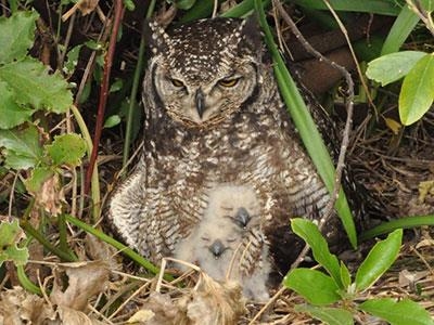 Brutality to owl chicks
