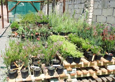 Autumn indigenous plant sale and talks