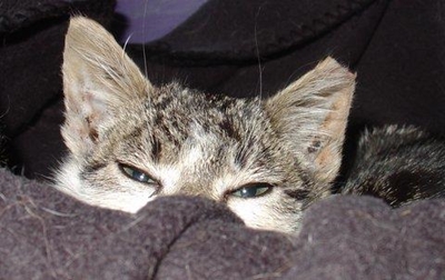 What is a feral cat?