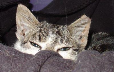 What is a feral cat?