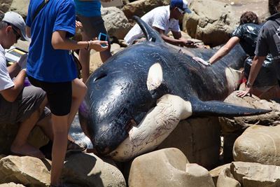 Tragic end for orca Lazarus
