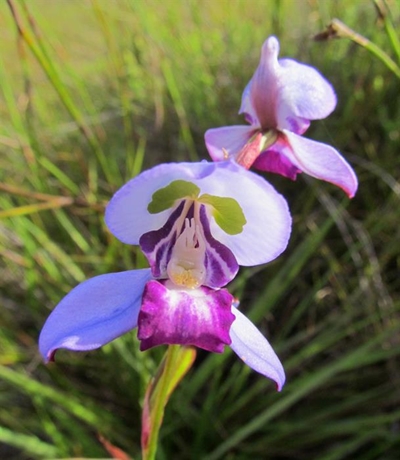 The beauty of orchids
