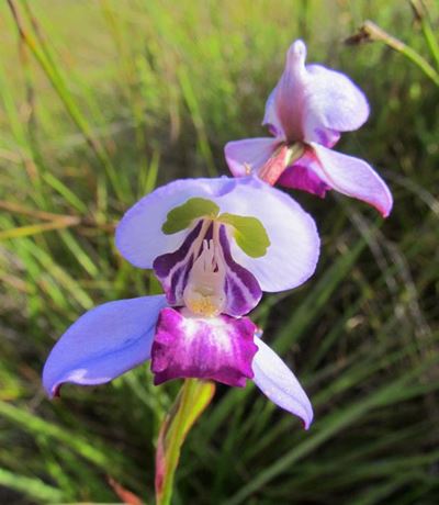 The beauty of orchids