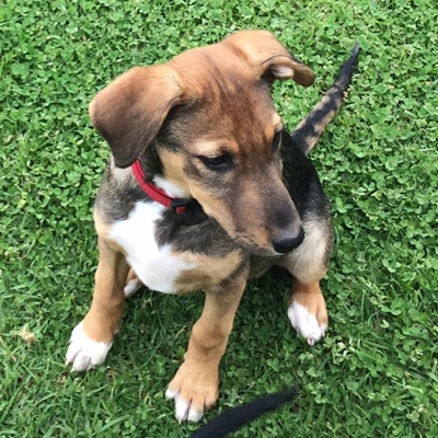 Many challenges for Plett animal welfare