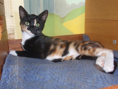 These pets need forever homes