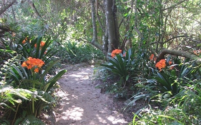Green heart of Knysna ravaged by fire