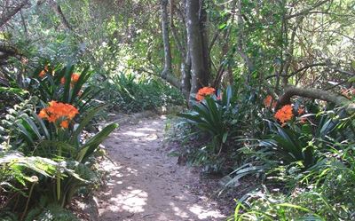 Green heart of Knysna ravaged by fire