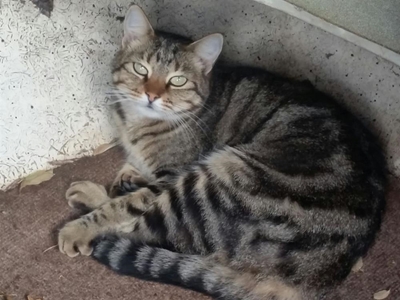 Cat may have survived devastating fire