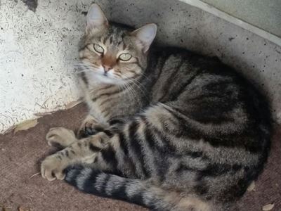 Cat may have survived devastating fire
