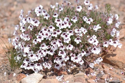 Pelargoniums, a fragrance for all seasons