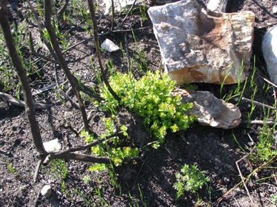 From fire to flower
