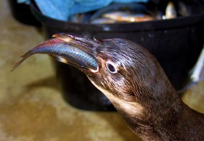 Happy end to oil spill story
